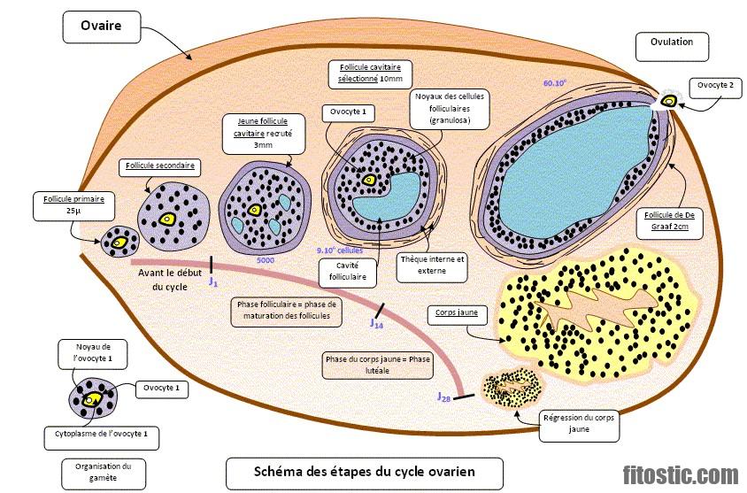 Quelles sont les hormones Hypercalcémiantes ?