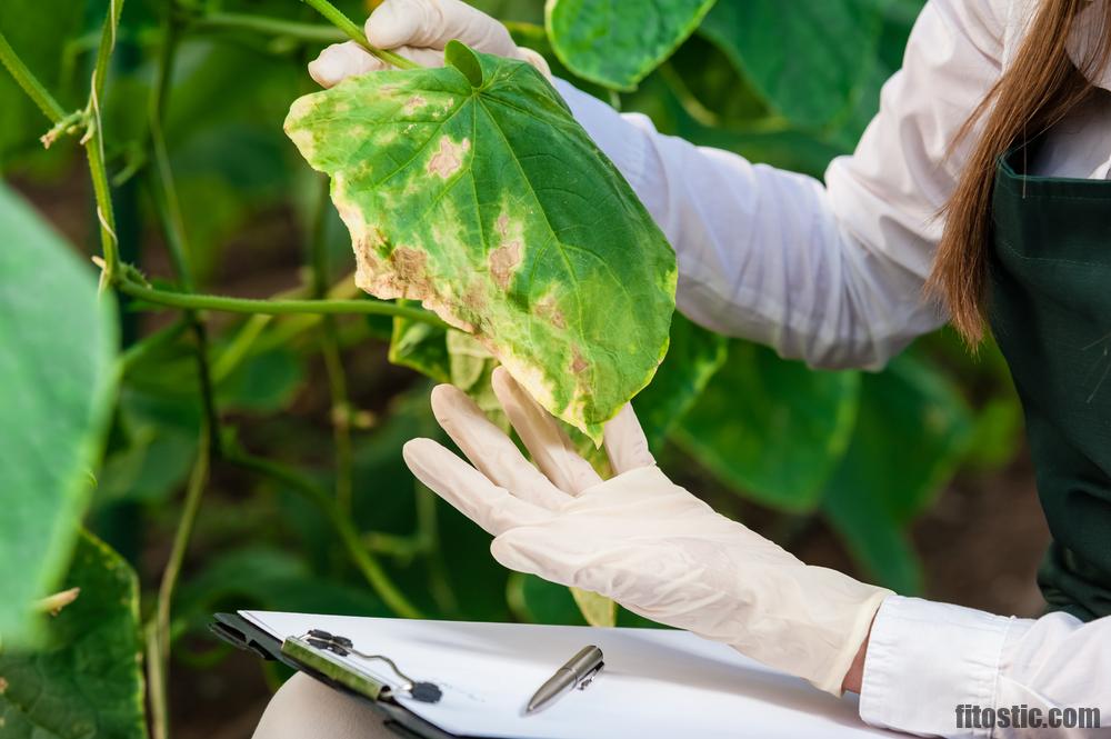 Quelles sont les plantes qui soignent la gastrite ?