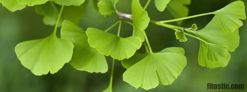 Quelles sont les propriétés du Ginkgo biloba ?