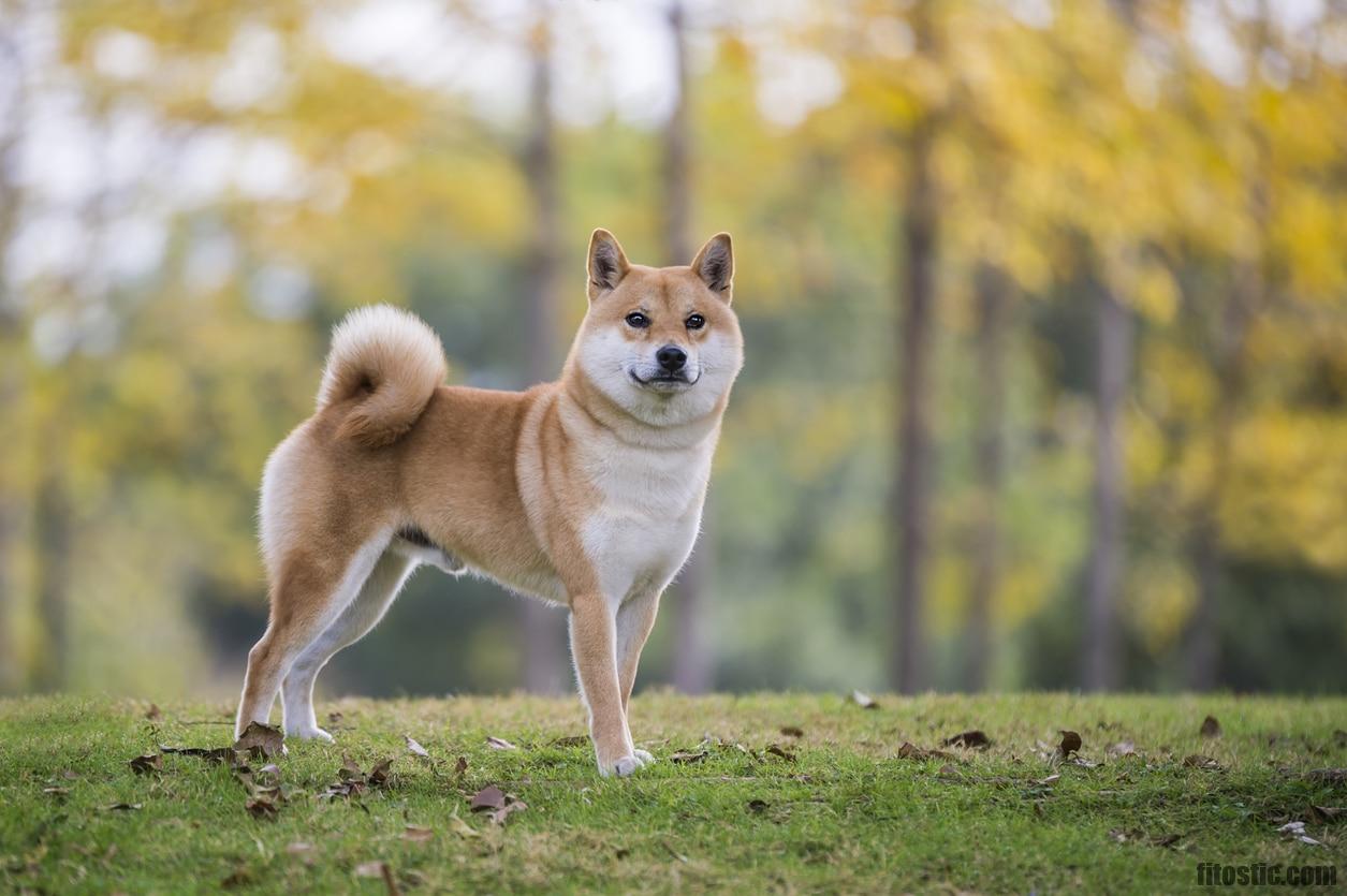 Quelles sont les races de chiens les plus belles ?