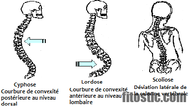 Quelles sont les vertebres dorsales ?