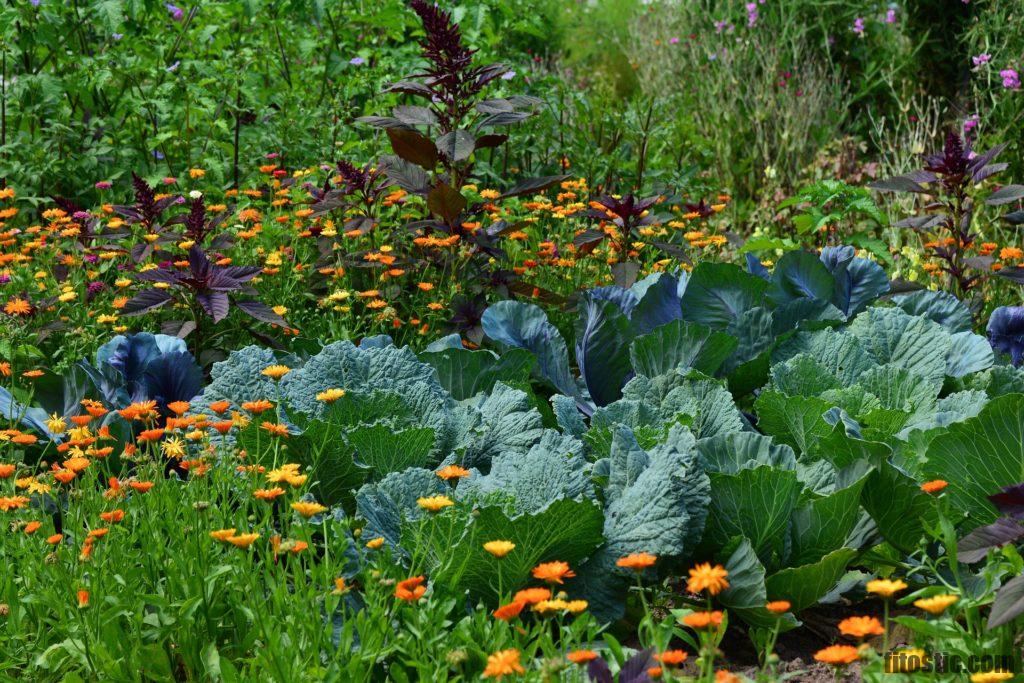 Quelles sont les vertus de la fleur de souci ?