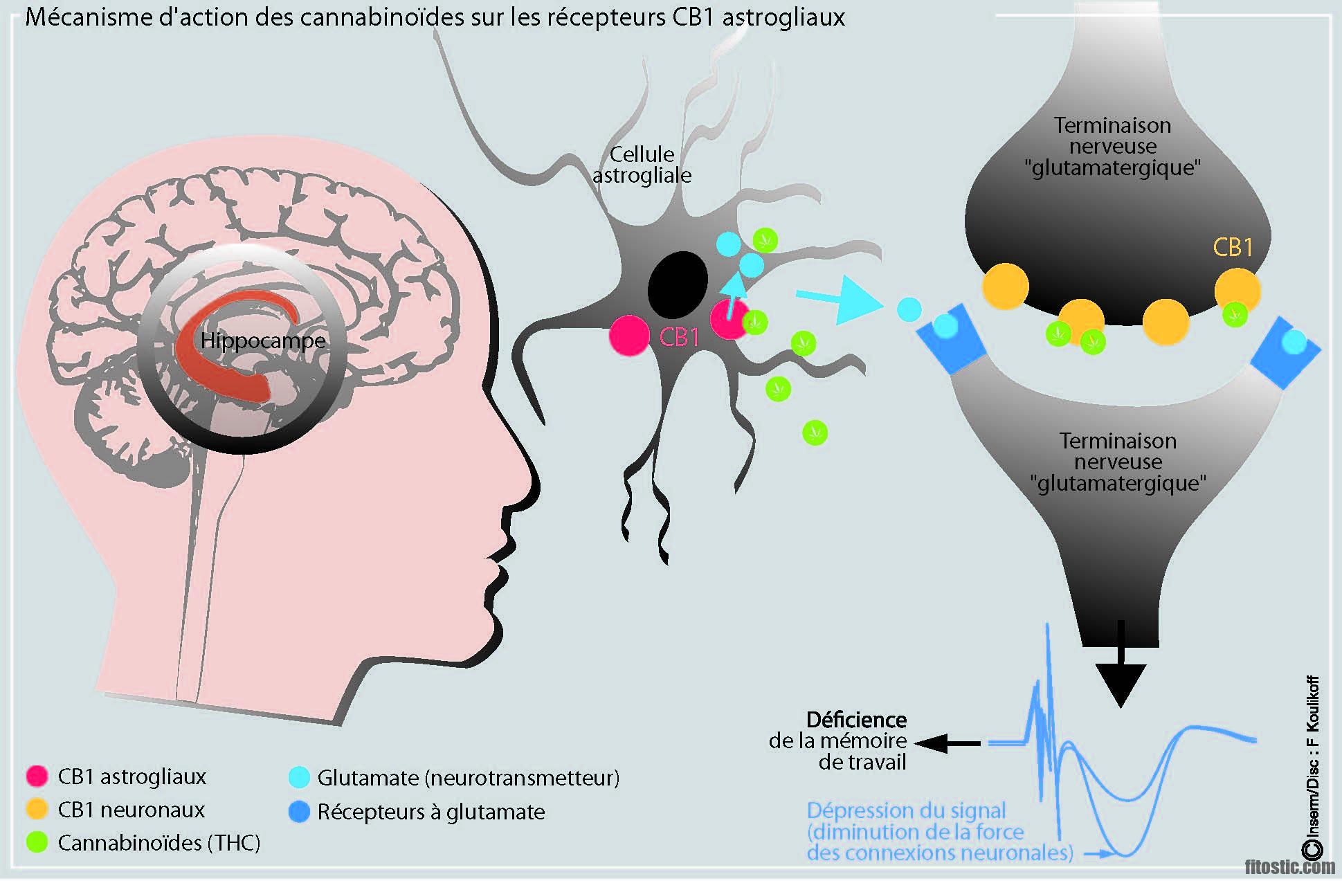 Quels effets cannabis ?