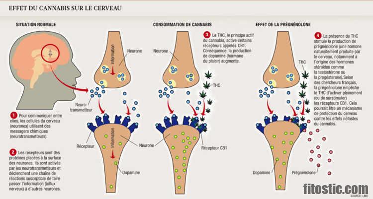 Quels sont les effets de la verveine ?