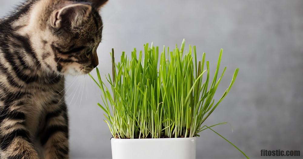 Quels sont les effets de l'herbe à chat ?