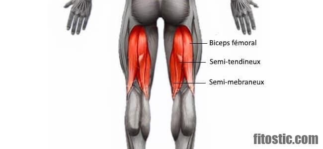 Quels sont les muscles profonds ?