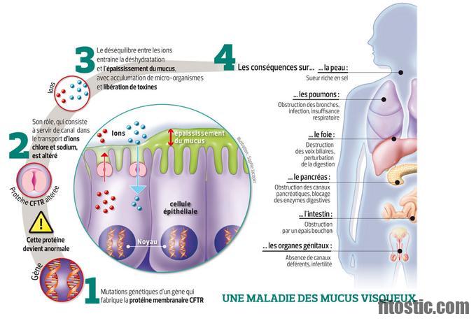 Quels sont les organes de l'appareil digestif ?