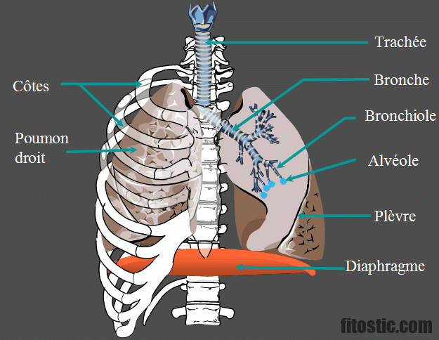 Quels sont les organes du ventre ?