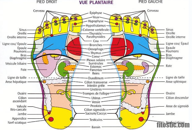 Quels sont les points de la réflexologie plantaire ?