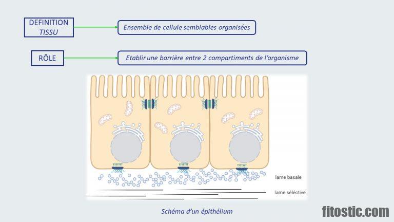 Quels sont les principaux types de tissus Epitheliaux ?