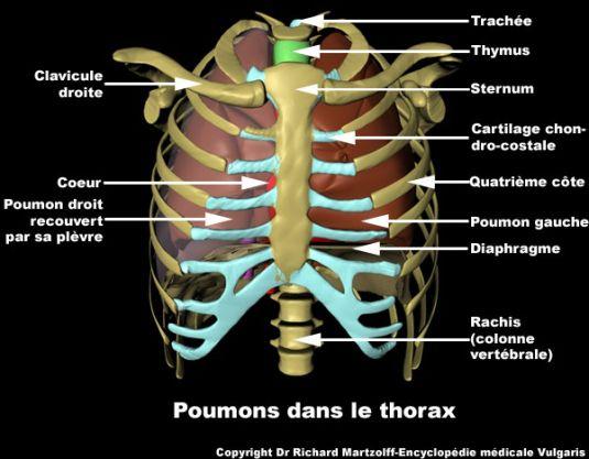 Quels sont les symptômes de la pneumonie ?