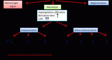 Qu'est-ce que l anémie Normocytaire Normochrome ?