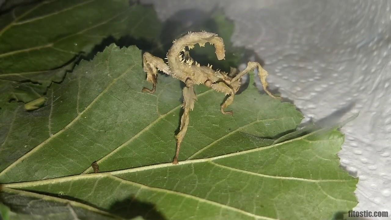 Qu'est-ce que mange un végétalien ?