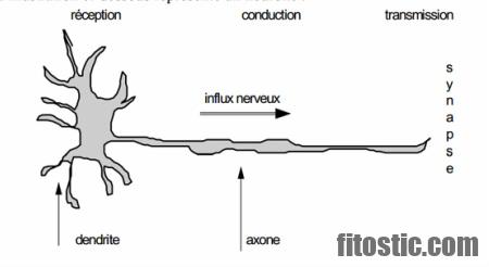 Qu'est-ce qui détruit les neurones ?