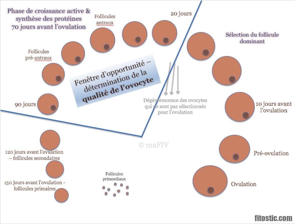 Qu'est-ce qui peut bloquer l'ovulation ?