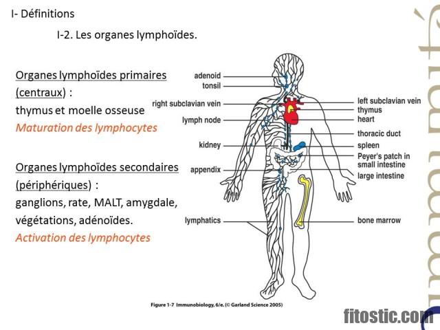 Qu'est-ce q'un organe ?