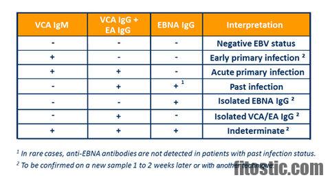 What does a positive EBV VCA IgG mean? - Fitostic.com - Sport, Mode