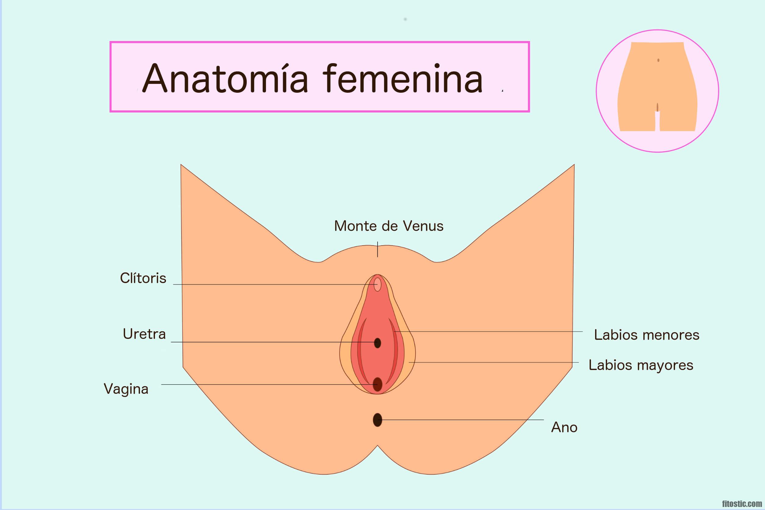 Comment commence le cancer de la vulve ?