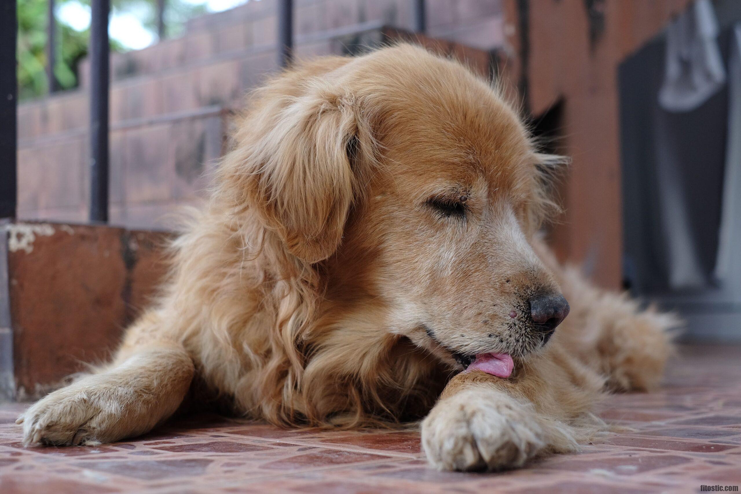 Comment soulager irritation peau chien ?