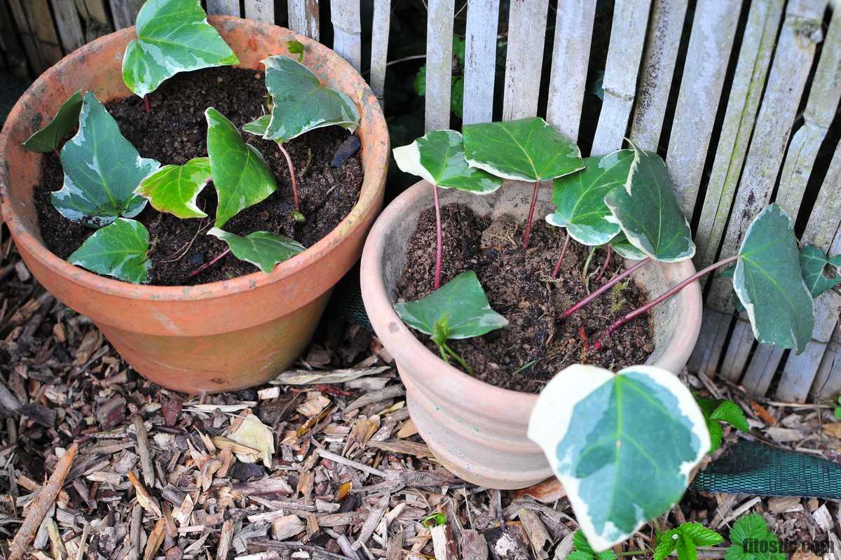 Comment faire repartir un bougainvillier après l'hiver ?