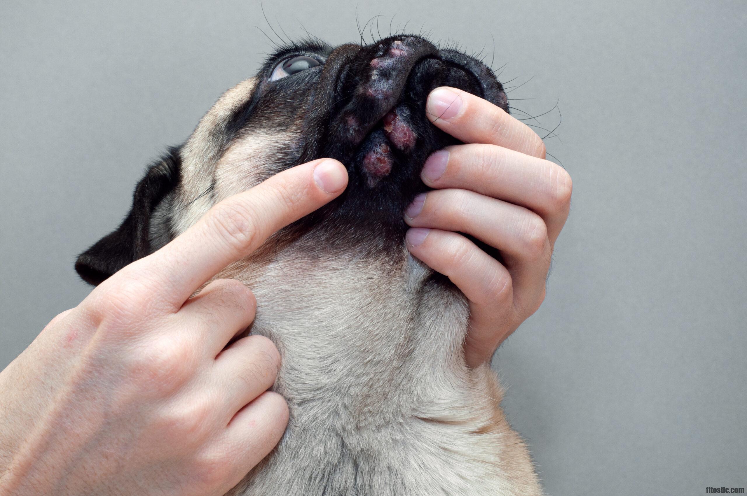 Comment reconnaître une dermatite chez le chien ?