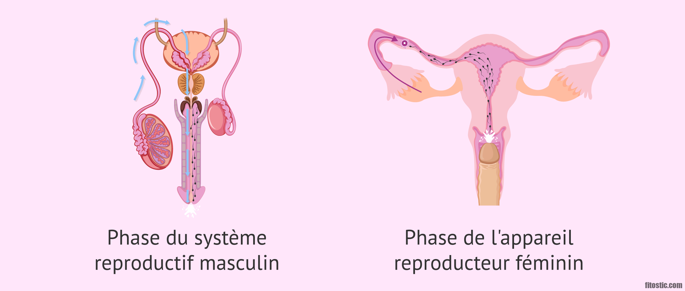 Comment savoir si le sperm a atteint l'ovule ?