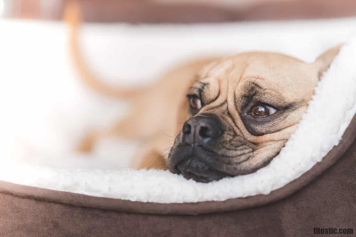 Comment soigner naturellement l'eczéma chez le chien ?