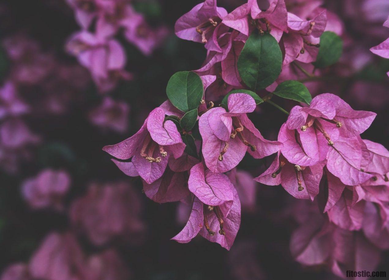 Est-ce que le bougainvillier perd ses feuilles en hiver ?