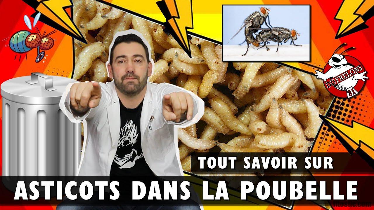 Où se cache les asticots ?