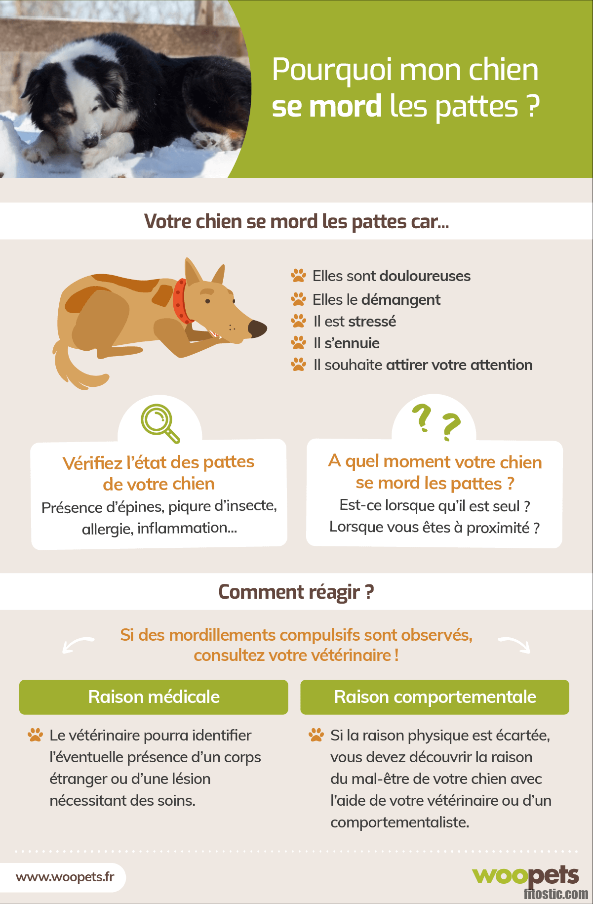 Pourquoi un chien ne tient plus sur ses pattes ?