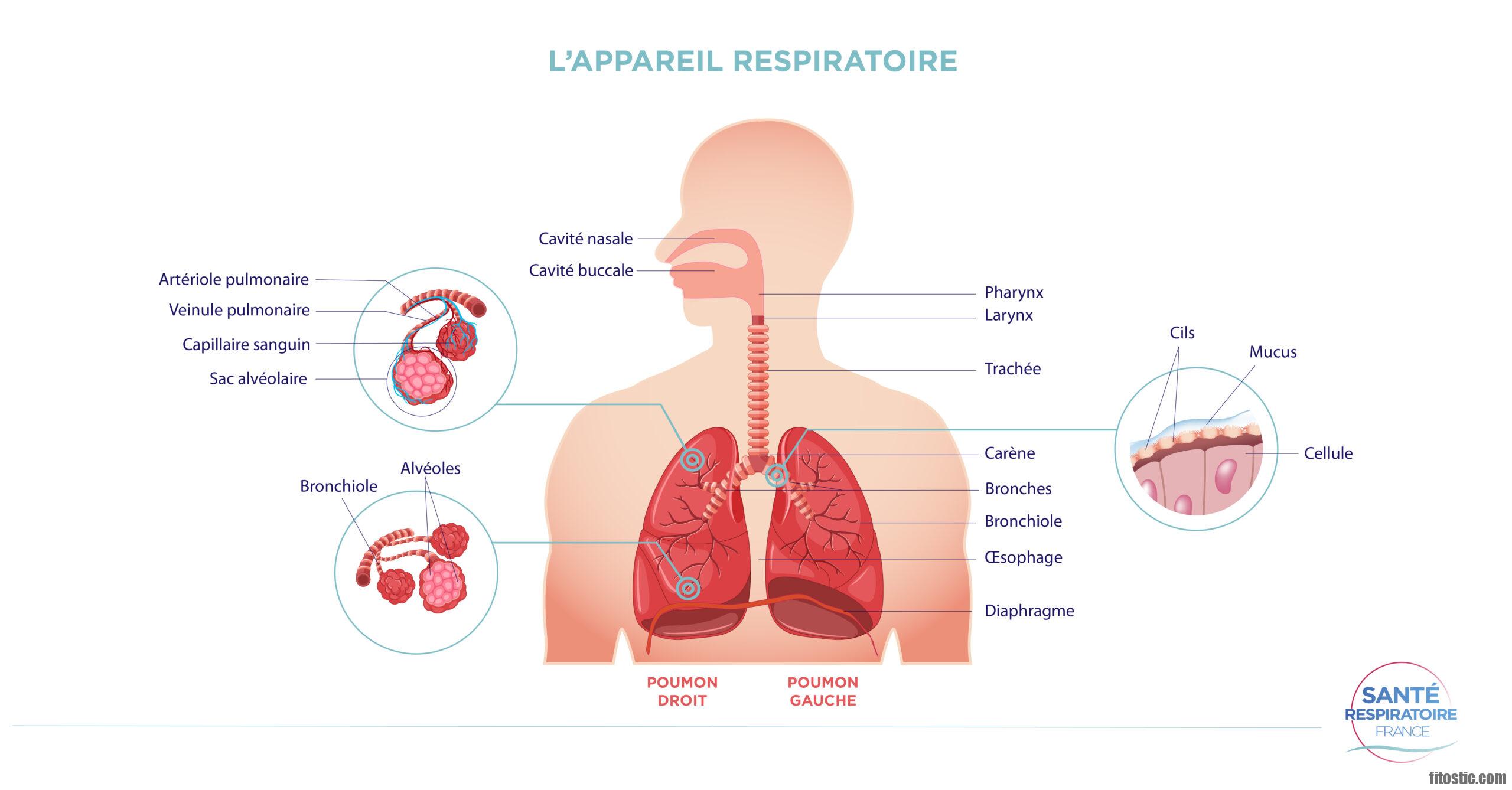 Pourquoi trop de mucus dans les poumons ?