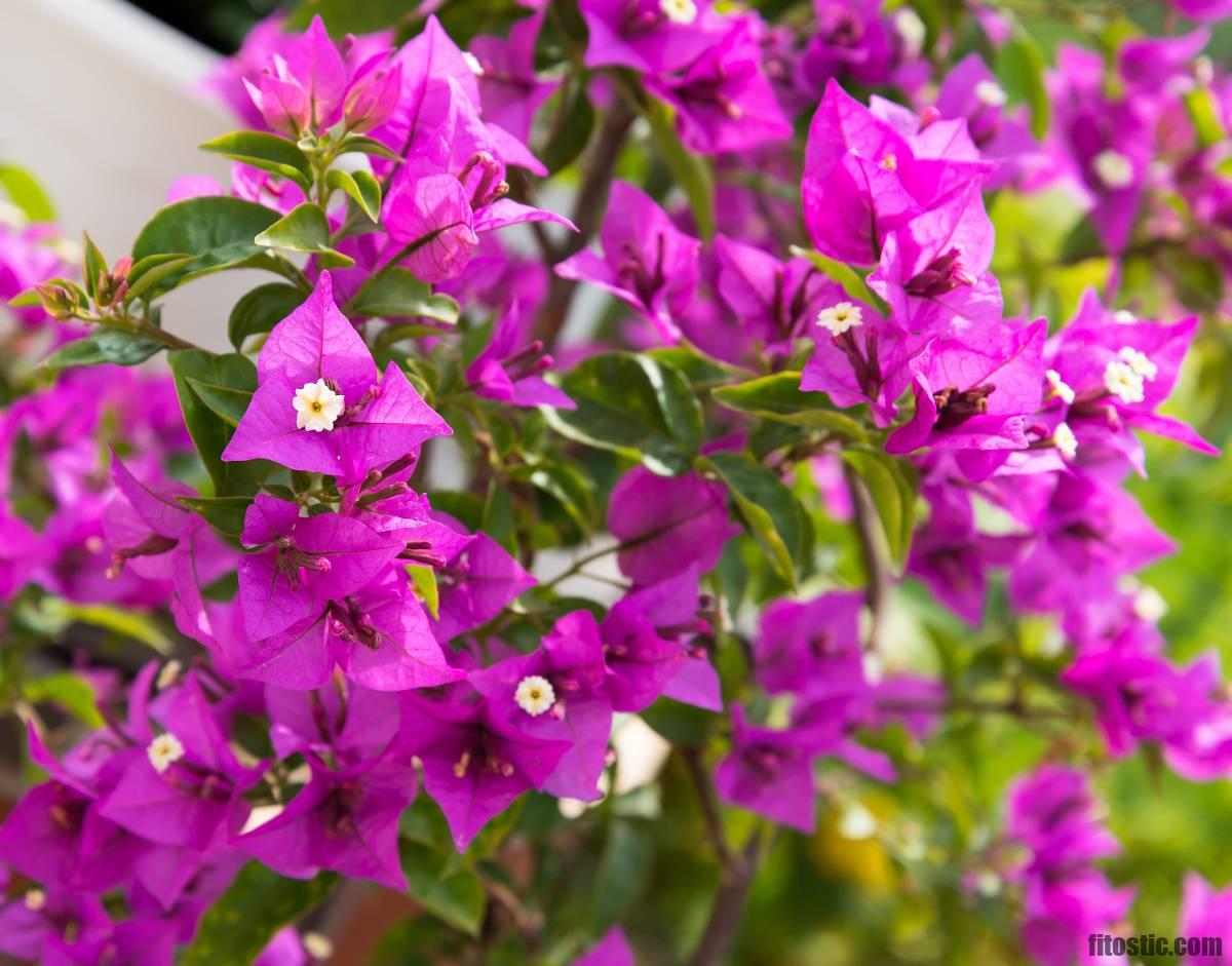 Quand sortir le bougainvillier dehors ?