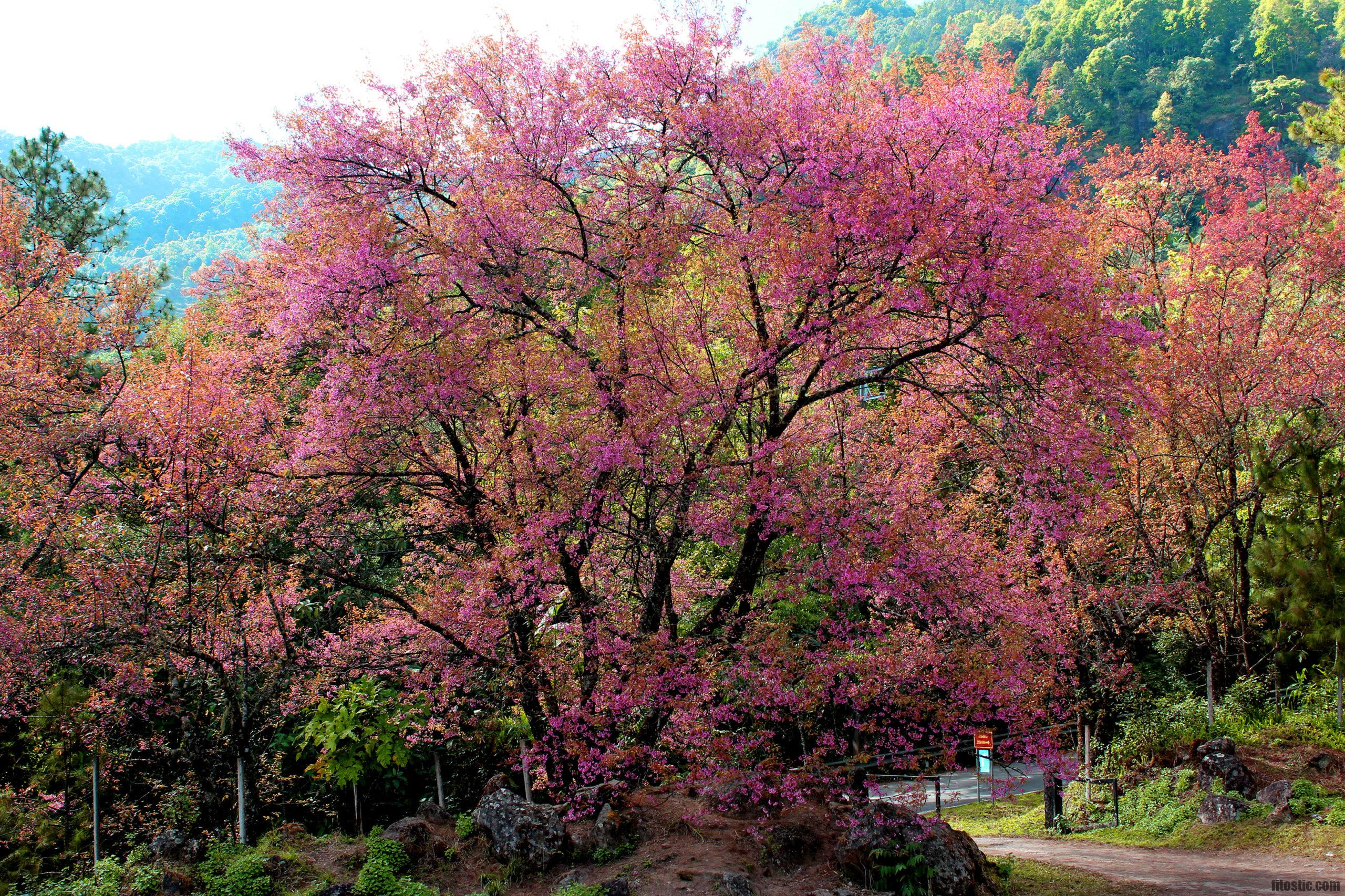 Quel arbre symbolise le renouveau ?