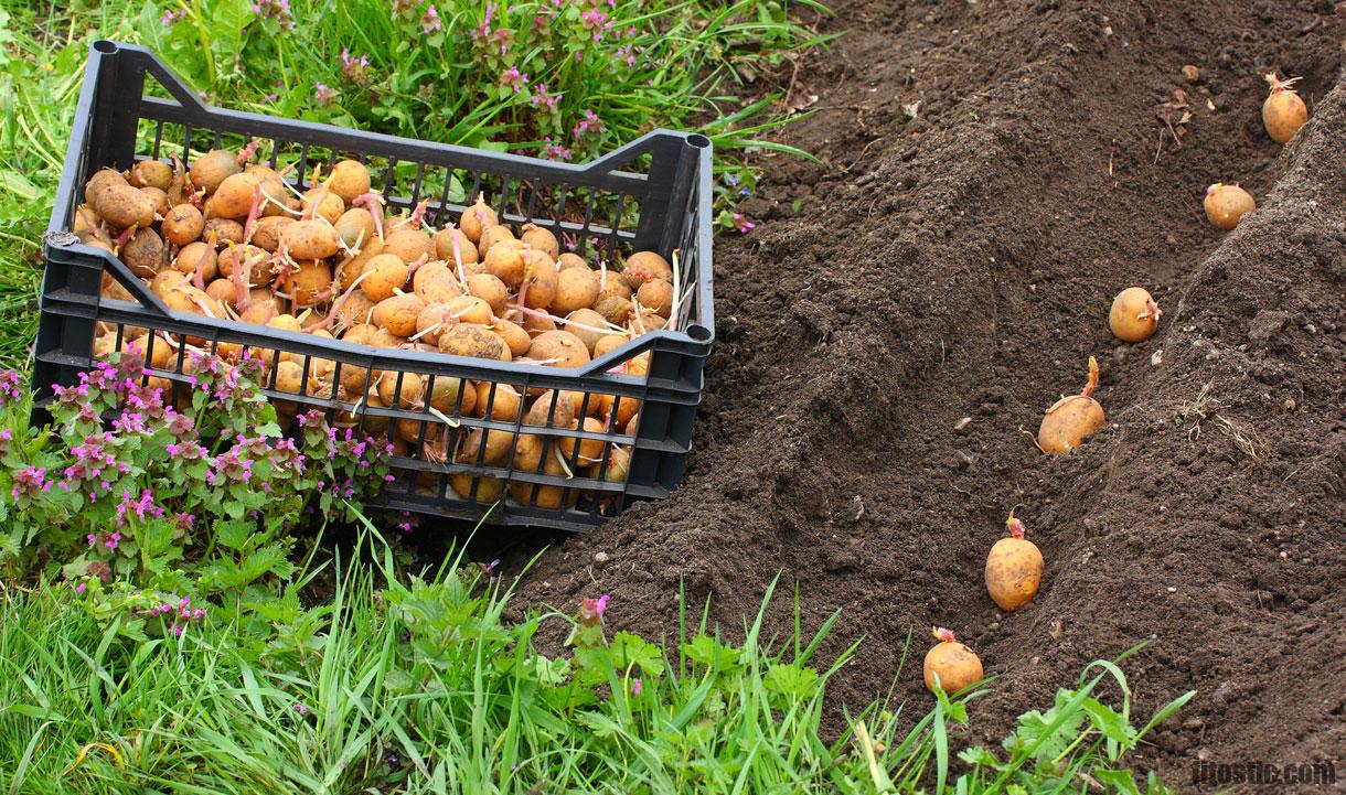 Quelle pomme de terre planter en mars ?