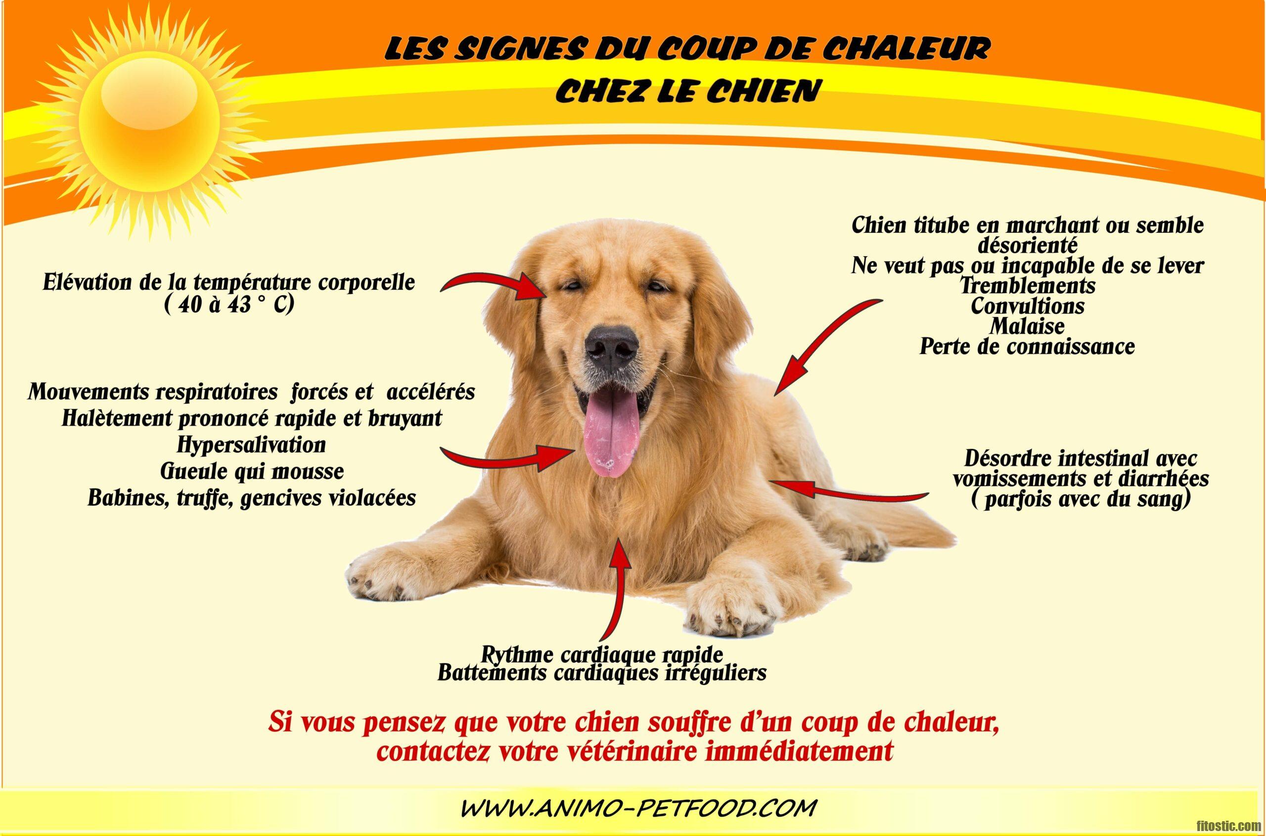 Quels sont les signes d'un chien qui souffre ?